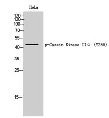 Casein Kinase IIα (phospho Tyr255) rabbit pAb