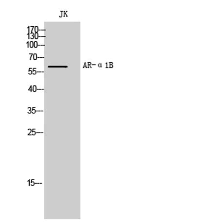 AR-α1B rabbit pAb