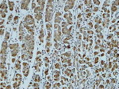 Catenin-α1 rabbit pAb