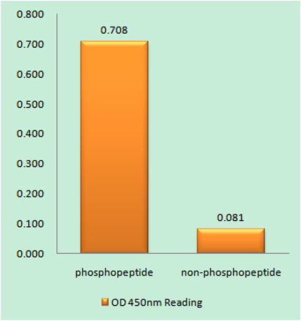 Catenin-β (phospho Ser33) rabbit pAb