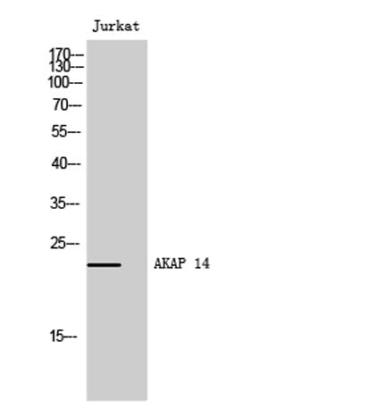 AKAP 14 rabbit pAb