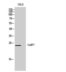 CaBP7 rabbit pAb