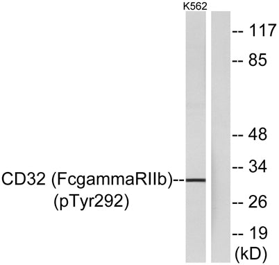 CD32 (phospho Tyr292) rabbit pAb