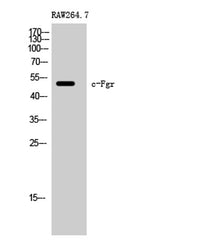 c-Fgr rabbit pAb