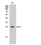 CD314 rabbit pAb