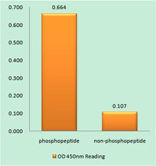 c-Fos (phospho Ser374) rabbit pAb