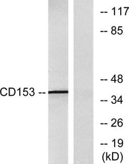 CD30-L rabbit pAb
