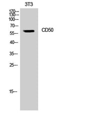 CD50 rabbit pAb
