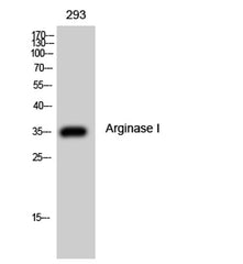 Arginase I rabbit pAb