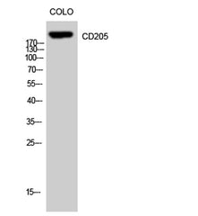 CD205 rabbit pAb