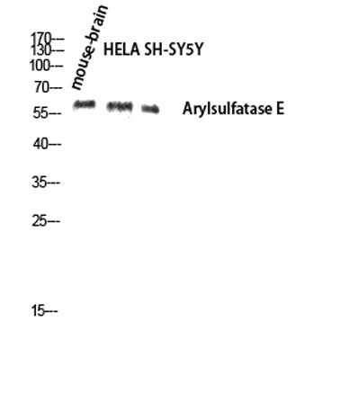 Arylsulfatase E rabbit pAb
