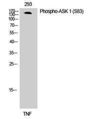 ASK 1 (phospho Ser83) rabbit pAb