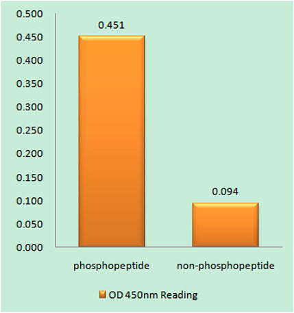 B-Myb (phospho Ser577) rabbit pAb