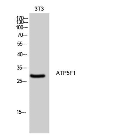 ATP5F1 rabbit pAb