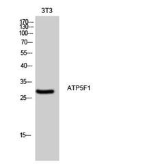 ATP5F1 rabbit pAb