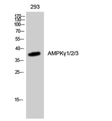 AMPKγ1/2/3 rabbit pAb
