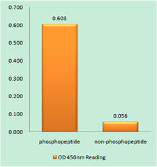 Bax (phospho Thr167) rabbit pAb