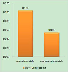 Bcl-x (phospho Thr115) rabbit pAb