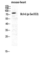 Bcl-6 (phospho Ser333) rabbit pAb