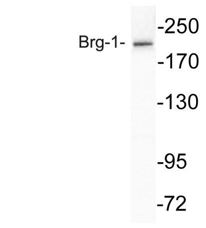 Brg-1 rabbit pAb