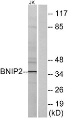 BNIP-2 rabbit pAb