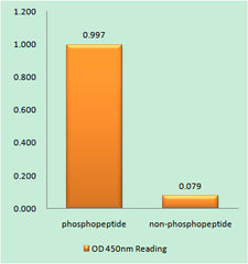 BRCA1 (phospho Ser1423) rabbit pAb