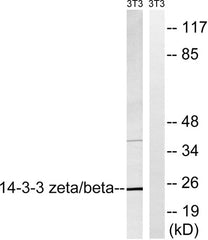 14-3-3 β/ζ rabbit pAb