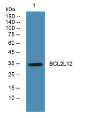 BCL2L12 rabbit pAb