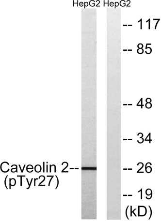 Caveolin-2 (phospho Tyr27) rabbit pAb