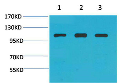 Actinin-α1 rabbit pAb