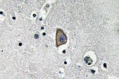 CD3-ε rabbit pAb