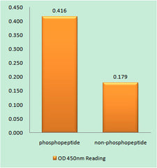 CD3 ζ (phospho Tyr142) rabbit pAb