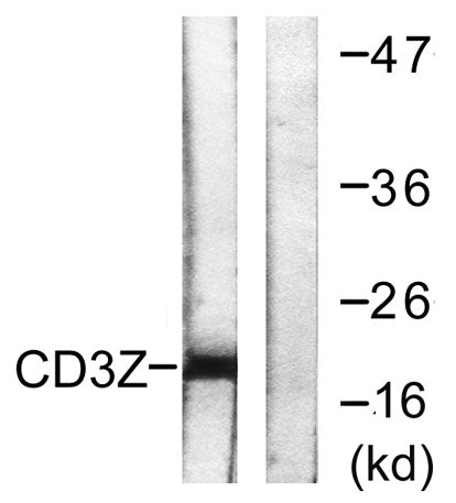 CD3 ζ rabbit pAb