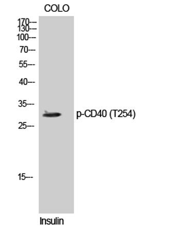 CD40 (phospho Thr254) rabbit pAb