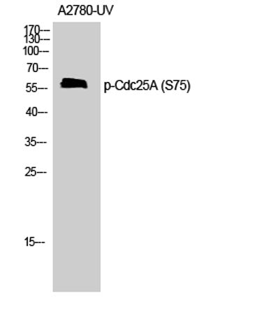 Cdc25A (phospho Ser75) rabbit pAb