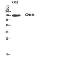 CD156c rabbit pAb