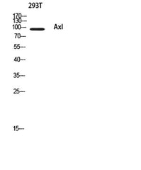 Axl rabbit pAb