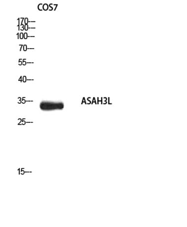 ASAH3L rabbit pAb