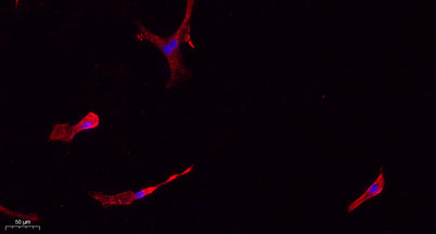 Caspase-1 rabbit pAb
