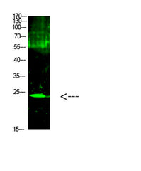 Cardiotrophin-1 rabbit pAb