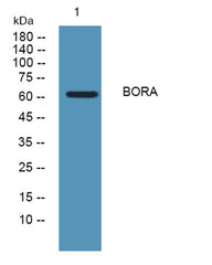 BORA rabbit pAb