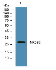NR0B2 rabbit pAb