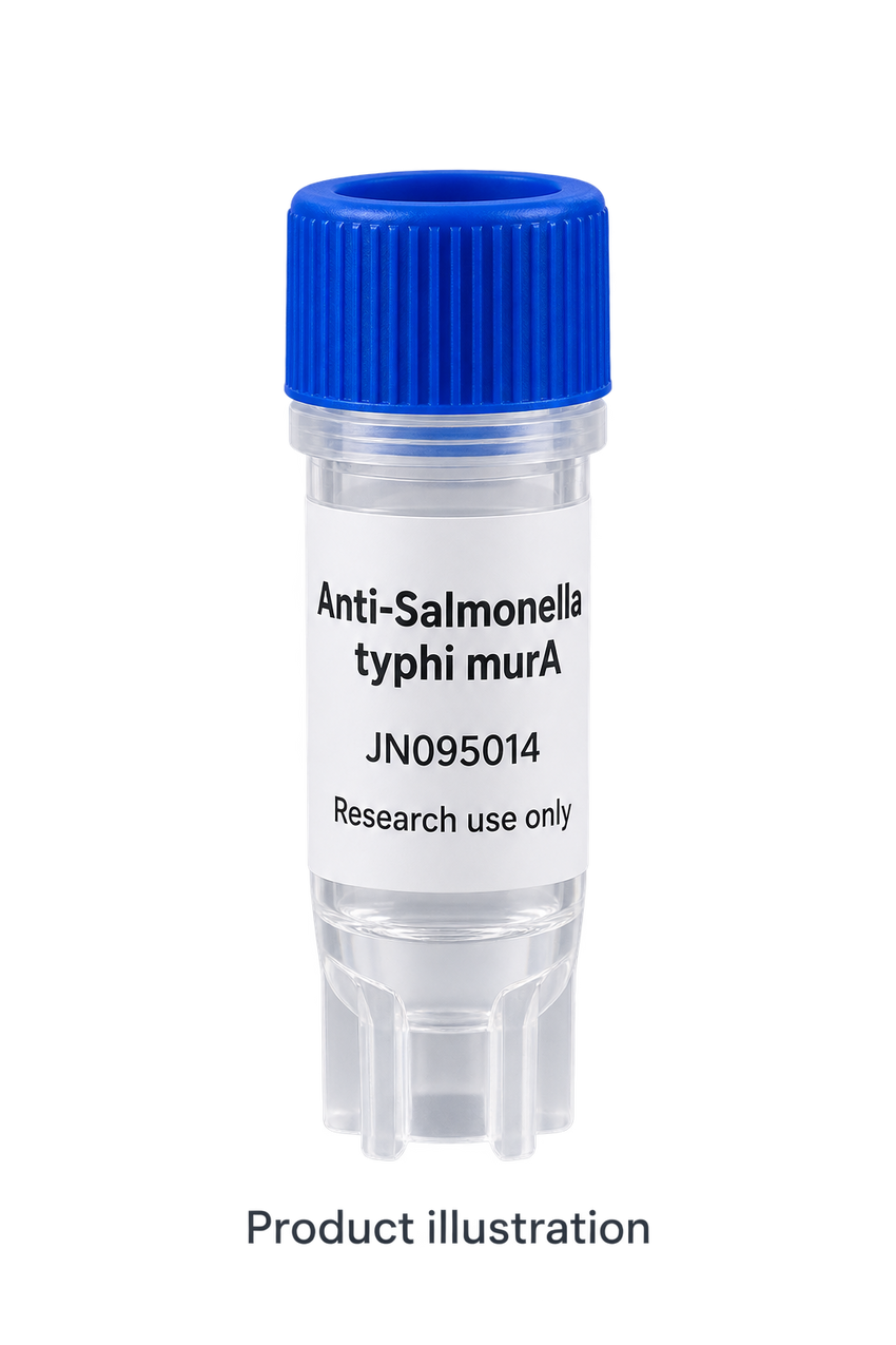 Anti-Salmonella typhi murA Polyclonal Antibody
