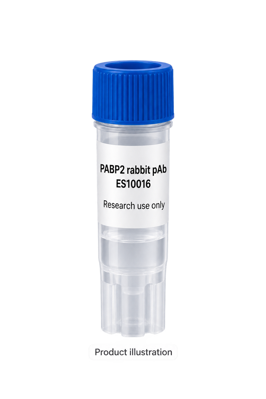 PABP2 rabbit pAb