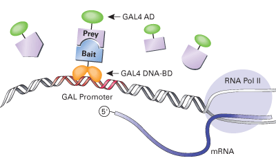 Yeast two-hybrid library construction - Protein research - Takara Bio