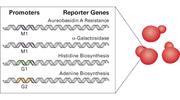 Yeast two-hybrid cDNA libraries—Mate & Plate - Protein research - Takara Bio