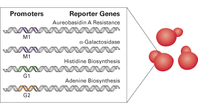 Yeast two-hybrid cDNA libraries—Mate & Plate - Protein research - Takara Bio