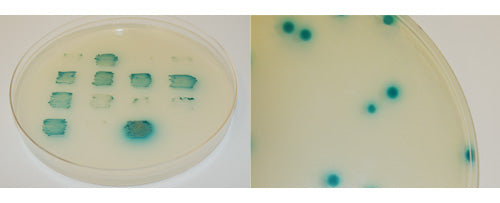 X-alpha-Gal for yeast two-hybrid studies - Protein research - Takara Bio