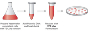 Yeast transformation kit and carrier DNA - Protein research - Takara Bio