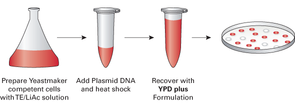 Yeast transformation kit and carrier DNA - Protein research - Takara Bio